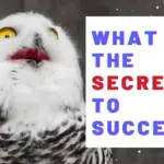 What Is The Secret To Success? 18 Amazing Affirmations For Big Dreams And Confidence!